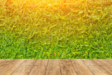 Wall Mural - wood floor with green Coatbuttons grass background.