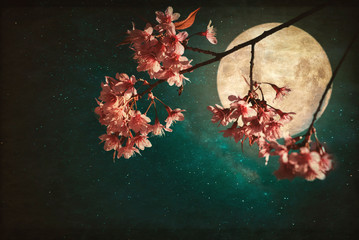 Wall Mural - antique and vintage style photo - beautiful pink cherry blossom (sakura flowers) in night of skies w