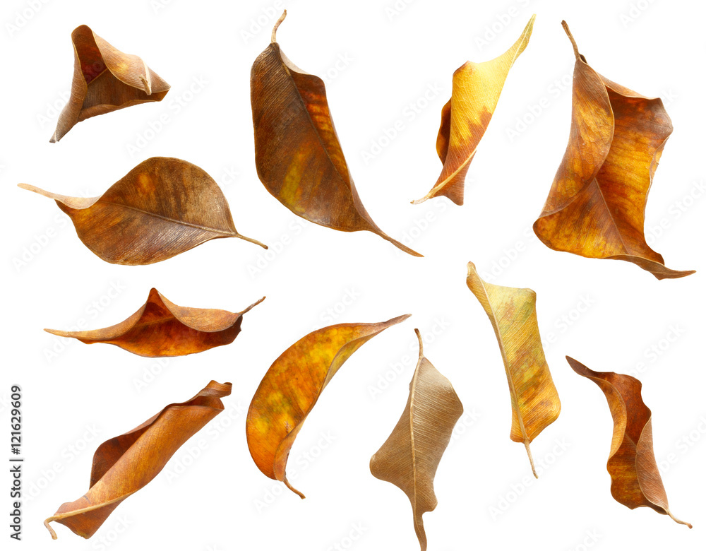 set of dry autumn leaves isolated on white background Stock Photo ...