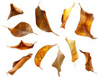 set of dry autumn leaves isolated on white background