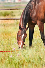 close uo portrait of brown horse