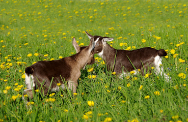 Two small a young goats in the grass