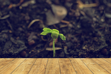 Wall Mural - wood floor with green sprout background.