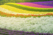 Flower garden in the summer of Hokkaido, Japan