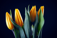 Yellow Tulips Isolated On Black Background