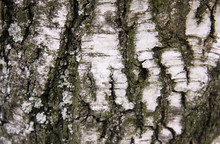 Birch Tree Bark Closeup 2