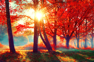 autumn. fall nature scene. beautiful autumnal park