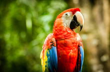 Close Up Of Scarlet Macaw Parrot