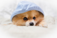 Pomeranian Dog Cute Pets Coat Blue Sleeping On The Couch.