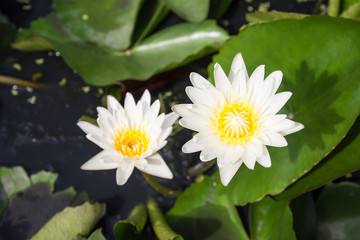 Two white lotus flowers Blooming beautifully On sunny days.