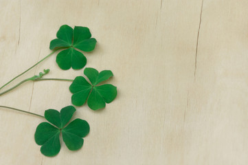 Clove leaf clover Similar to heart green put on a beautiful wooden floor.