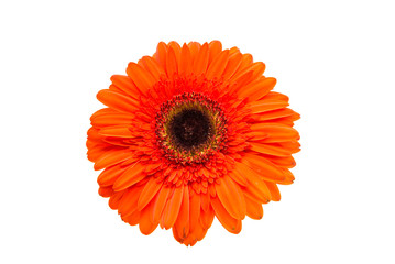 Sticker - orange gerbera