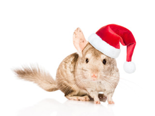 Chinchilla in red christmas hat. isolated on white background