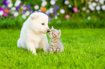 Poster - Kitten kissing White Swiss Shepherd`s puppyon green grass