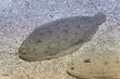 Senegalese sole (Solea senegalensis).