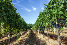 Vineyard Grape Ranks In Bosnia And Herzegovina