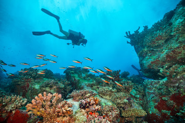 Wall Mural - Young woman scuba diver exploring sea bottom