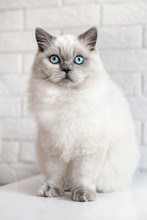 Adorable Fluffy Cat With Blue Eyes