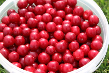 Canvas Print - Freshly collected ripe cherries