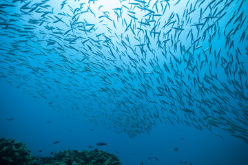 Flock of fish in ocean