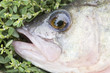 asp predatory freshwater fish on green grass close up