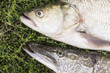 asp predatory freshwater fish and pike on green grass close up