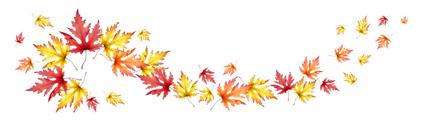 autumn maple leaves. panoramic image. watercolor