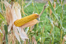 Ripe Ear Of Corn In A Field