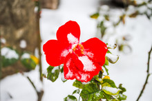 Beautiful Red Flower In The Snow During Winter