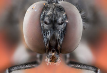 Fly Macro Insect Nature Animal Eye Bug Close Small Wildlife Head Portrait Color Sharp