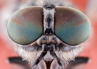 fly macro insect nature animal eye bug close small wildlife head portrait color sharp
