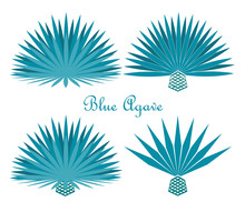 Blue Agave Or Tequila Agave Plant. Vector Set