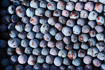 Wall Mural - Freshly collected ripe blue plums organized in rows for transportation in the autumn garden