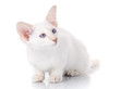 Siamese Balinese cat sits on a white background