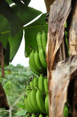 Wall Mural - Fresh green bunch of bananas