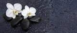 Fototapeta Storczyk - Single white orchid and black stones close up.