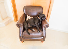 A Black Staffordshire Bull Terrier Dog Sleeping Soundly On A Retro Style Brown Leather Chair And Cushion. Head Resting On The Arm. The Floor Is Tiled In A Cream Marble Colour.