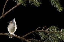 A Tufted Titmouse Is Perched On A Pine Branch Against A Black Background.