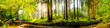 canvas print picture Idyllischer Wald mit Bach bei Sonnenaufgang