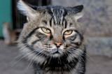 Fototapeta Tulipany - Portrait of a gray striped cat