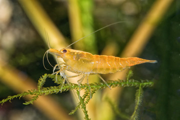 Wall Mural - Freshwater shrimp closeup shot in aquarium (genus Neocaridina)