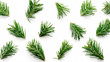 Christmas background. Green fir sprig branches on white background. Pattern for design