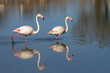 © panosud360 - flamants roses en camargue - france