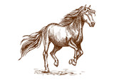 Fototapeta Konie - Running and prancing horse sketch portrait