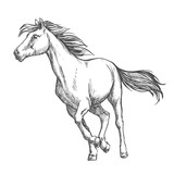 Fototapeta Konie - White horse freely running sketch portrait