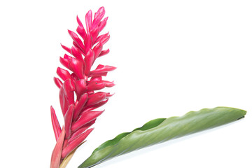 Fake Red cone ginger flower on white background