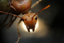 Queen Ant Portrait In Thailand.