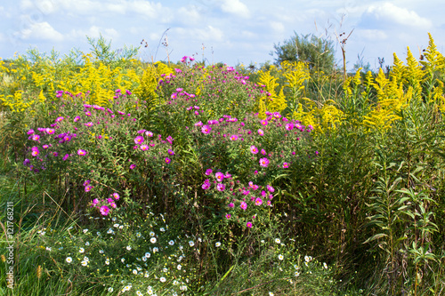 Fotografie, Obraz Prairie wildflowers in Middlefork Savanna Forest Preserve in Lake County, Illino
