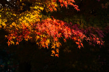 Beautiful Maple Tree With Colorful Autumn Leaves