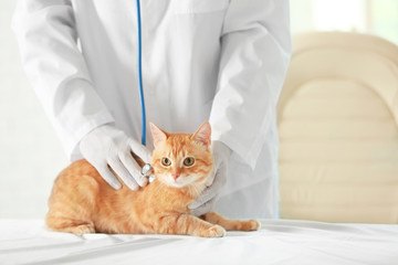 Veterinarian doctor with cat at a vet clinic